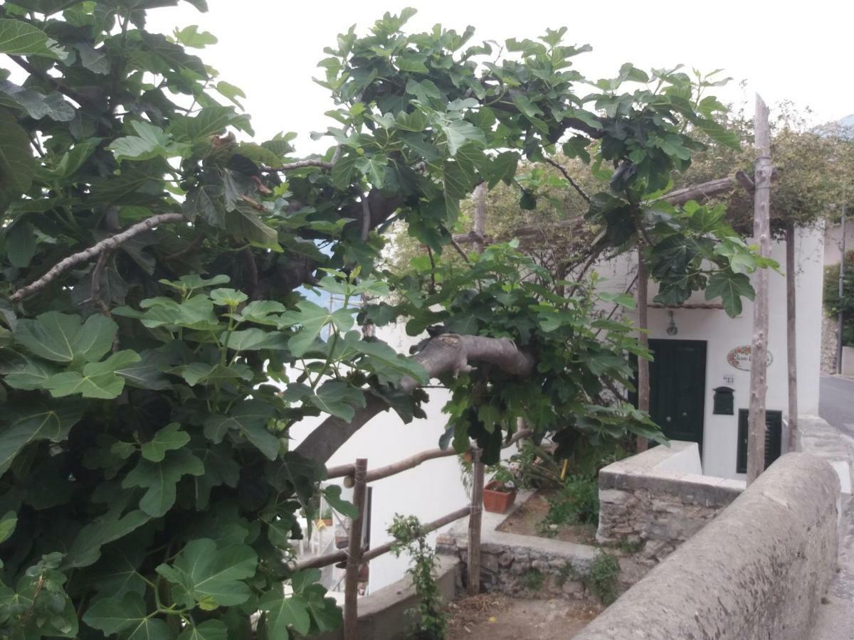 Casa Rosetta Villa Praiano Eksteriør billede